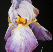 Cynthias Iris Painting