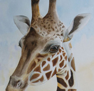 Helen Anne Hillson - Giraffe